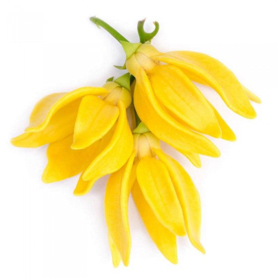 Kanangų (Ylang Ylang) eterinis aliejus (Canaga odorata)