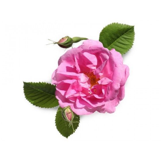 Damaskinių rožių absoliutas(Rosa damascena) 1ml