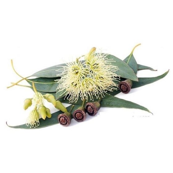 Eukalipto eterinis aliejus (Eucalyptus Globulus)