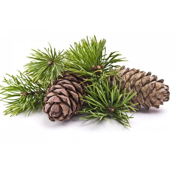 Pušų eterinis aliejus (Pinus sylvestris)
