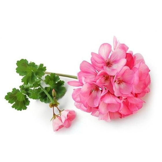 Pelargonijų eterinis aliejus (Pelargonium asperum)