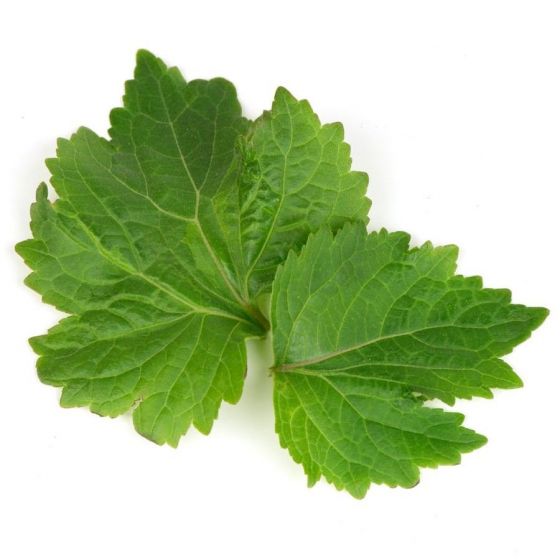 Pačiulių eterinis aliejus (Pogostemon Cablin)