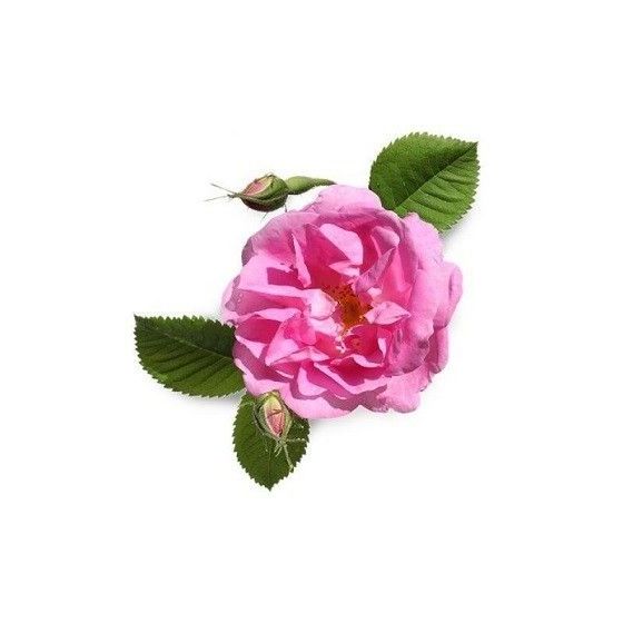 Damaskinių rožių absoliutas(Rosa damascena) 1ml