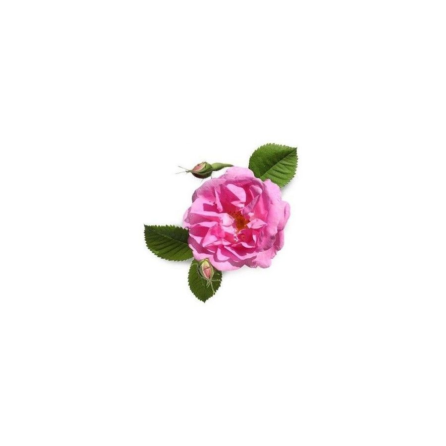 Damaskinių rožių absoliutas(Rosa damascena) 1ml