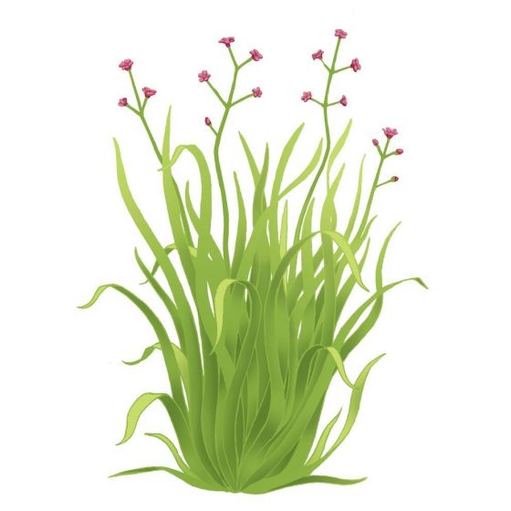 Palmarozų / citrinžolių...