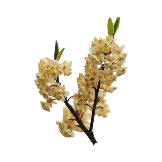 Laurenių japoninių eterinis...