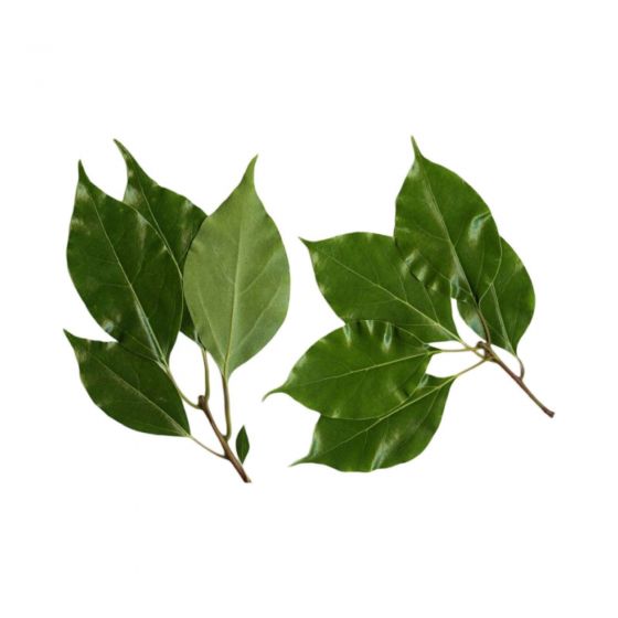 Kamparo eterinis aliejus (Cinnamomum camphora)10ml