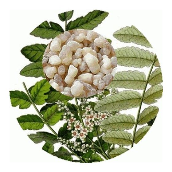 Frankincenso/smilkalinių...