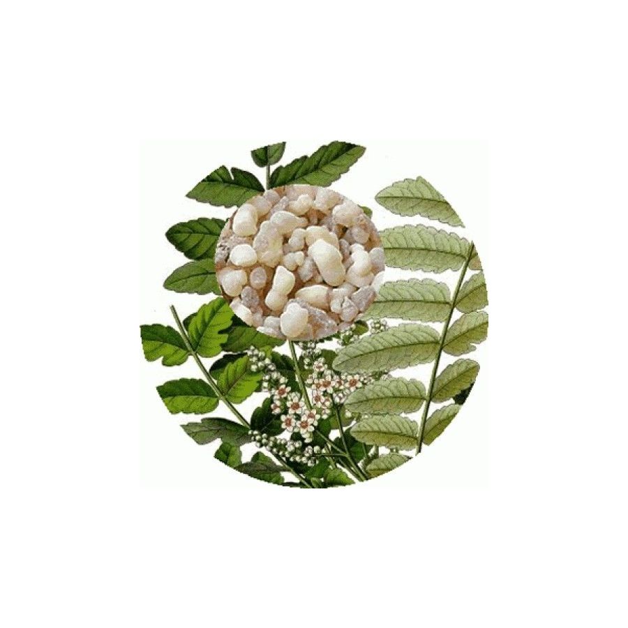 Frankincenso/smilkalinių bosvelijų ( Boswellia carterii) eterinis aliejus 5ml