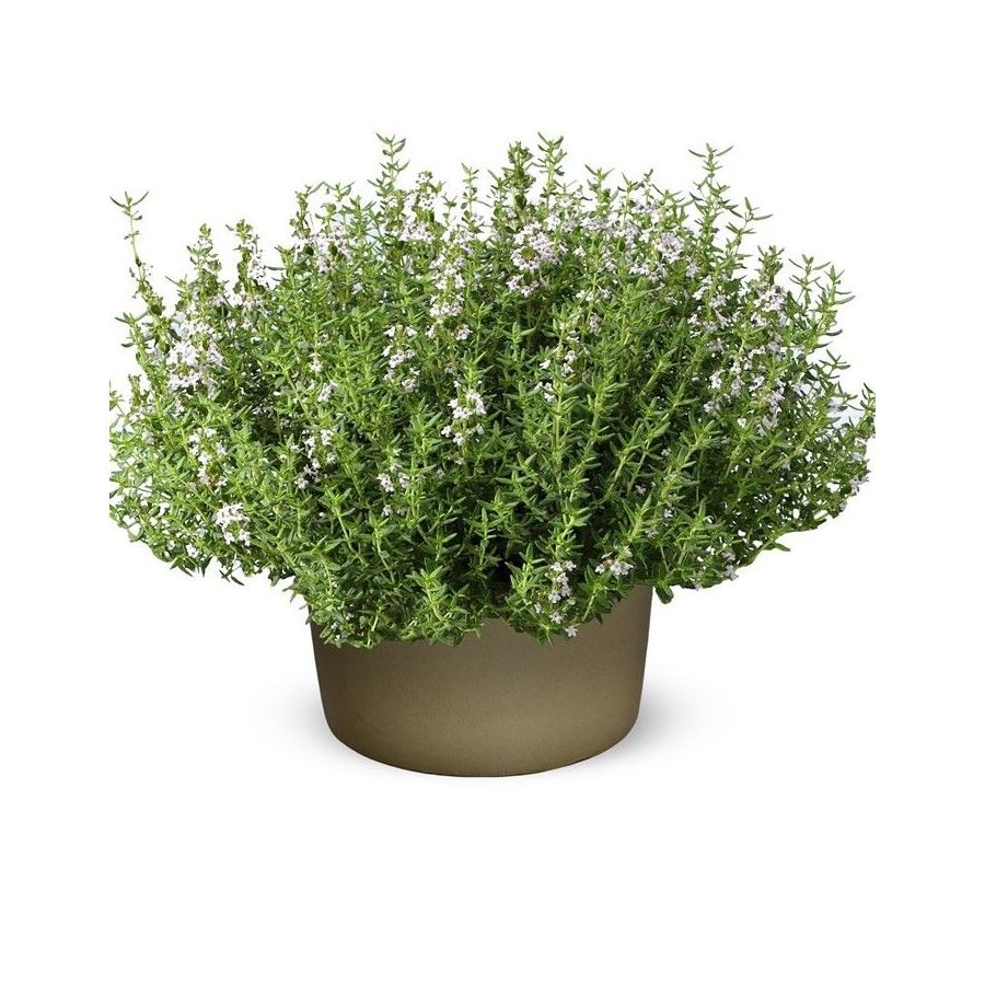 Čiobrelių eterinis aliejus (Thymus satureioides)