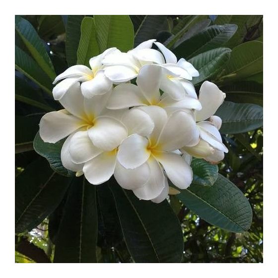 Frangipani absoliutas 0.5g