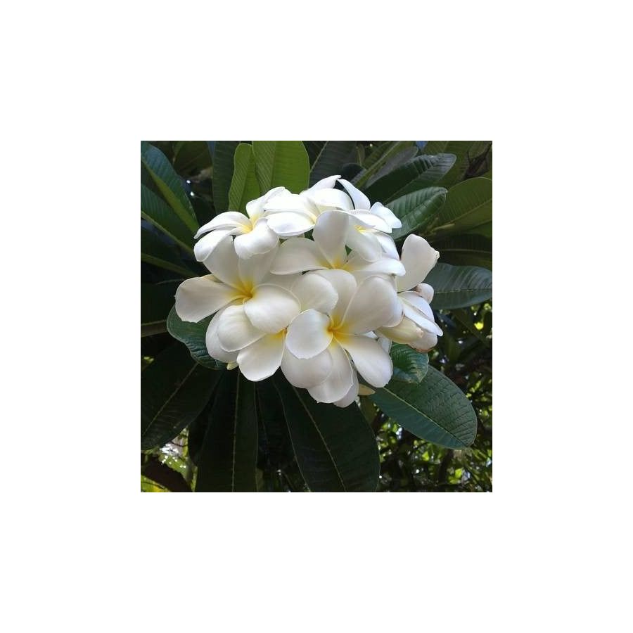 Frangipani absoliutas 0.5g