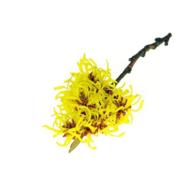 Hamamelio hidrolatas 200ml